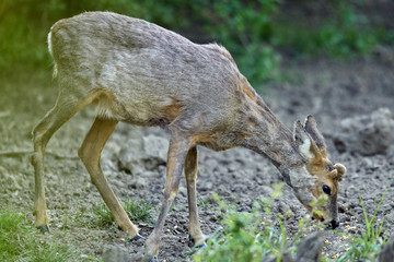 Roe deer by the forest