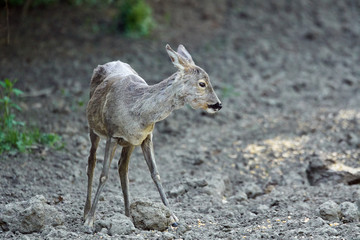 Roe deer by the forest