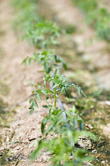 Young tomato plants in a greenhouse