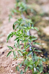 Young tomato plants in a greenhouse