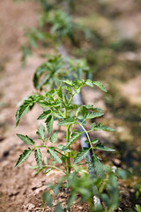 Young tomato plants in a greenhouse