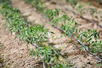 Young tomato plants in a greenhouse