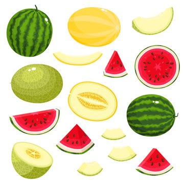 Bright vector set of fresh melon, watermelon isolated on white