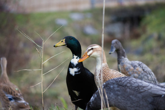 bunte Enten 