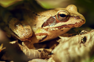 Closeup of a brown frog