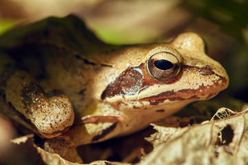 Closeup of a brown frog