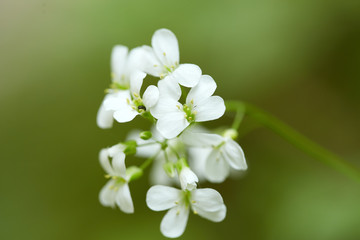 Closeup of white flowers