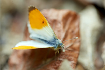 Closeup of a butterfly