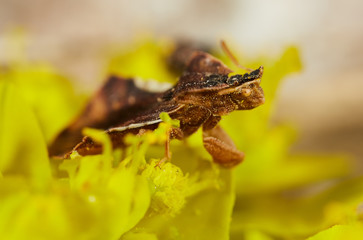 Predatory brown insect