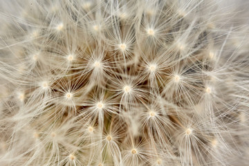 Dandelion flower in closeup