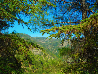 relict cedars; Troodos Mountains, Cyprus; Mediterranean coniferous forest