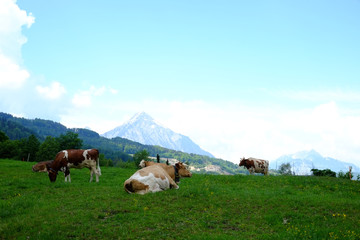Kuhweide mit Bergpanorama (CH)