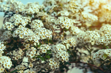 White flowers bush Spiraea in the sunlight