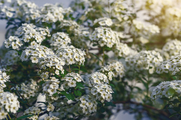 White flowers bush Spiraea in the sunlight