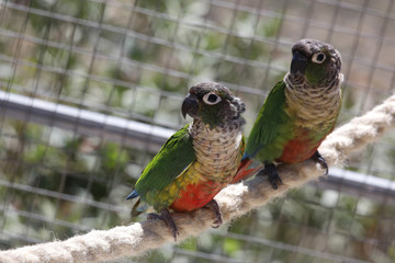 Grünwangen-Rotschwanzsittich (Pyrrhura molinae), Paar