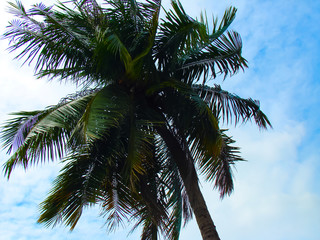 Fototapeta na wymiar Crown of a palm tree on a windy day, a bottom view