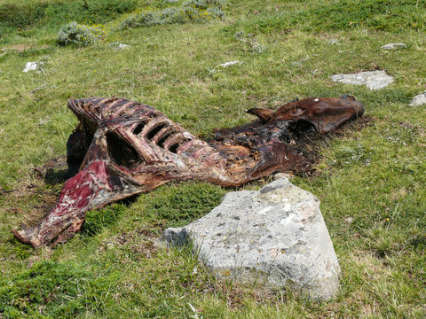 Dead horse body laying on a meadow along the way to Punta la Marmora, Gennargentu National Parks in Sardinia, Italy