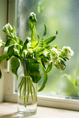 White tulips on window sill. In glass vase.