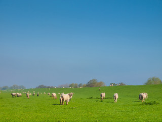 Sheep on a dike of the Elbe River in Haseldorfer Marsch, Schleswig Holstein, Germany, Europe