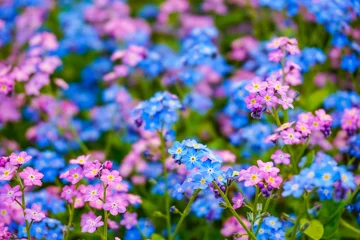 blue and pink forget-me-nots flowers on the green background © Olga
