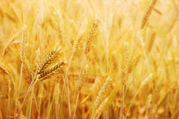 Golden wheat field in the sun light