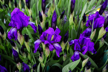 purple irises and green leaves close-up