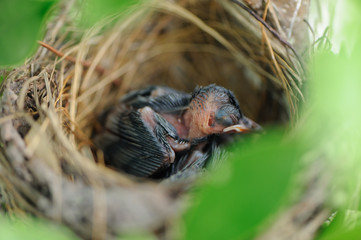 close-up newborn birds in nest