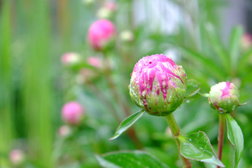 Pfingstrose vor der Bl&uuml;te