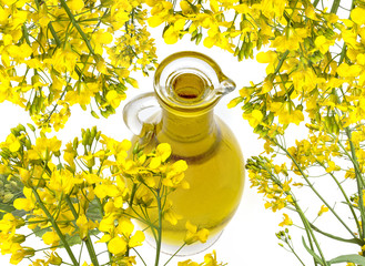 Rapeseed oil (colza) Brassica napus  flowers isolated on white