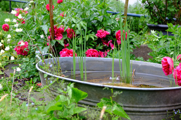 Kleines Feuchtbiotop im Garten