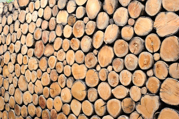 round teak wood stump background can use as wall paper