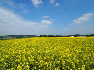Obraz premium Frühling im Dachauer Hinterland