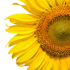 half of sunflower isolated on white background with clipping path