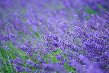 Lavender field