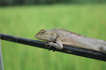 outdoor nature chameleon