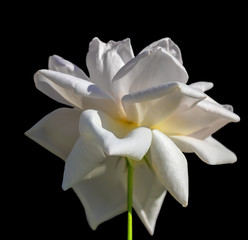 Beautiful white rose on a black background.