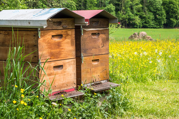 Bienenstock Holzhaus 