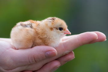 Close up two newborn yellow chicken on the hand of woman and on natural background