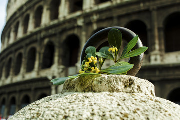 Flower on the background of the Colosseum