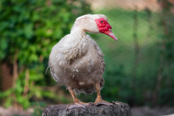 Duck close up portrait , painting like photo of white swan , duck, website material