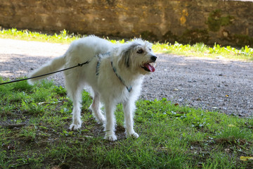 White dog on a leash