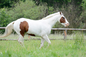 Beautiful piebald young horse running in the field.