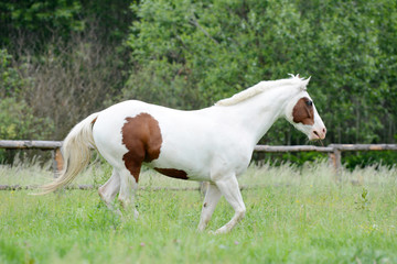 Obraz na płótnie Canvas Beautiful piebald young horse running in the field.