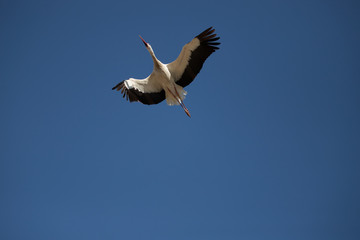 Urban Storks in the center of the city of Madrid in Spain