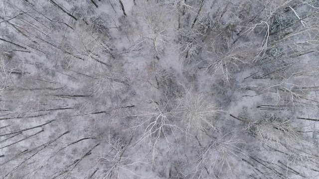Aerial view: winter forest. Snowy tree branch in a view of the winter forest. Winter landscape, forest, trees covered with frost, snow. Aerial footage, 4K video.