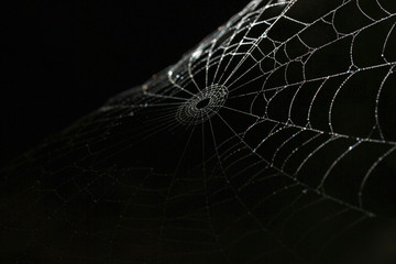 spiderweb silk details on black background