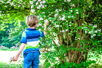 Little boy picking blossoms from a tree