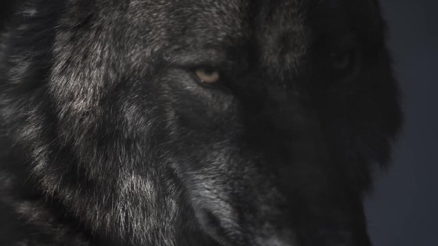 Eyes of a black wolf behind bars