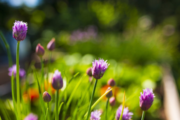 Blooming young chives in the garden. 