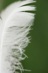 White bird feather